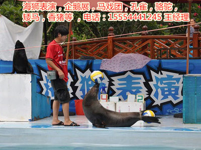 租賃海獅表演、馬戲團表演、-嘉興市